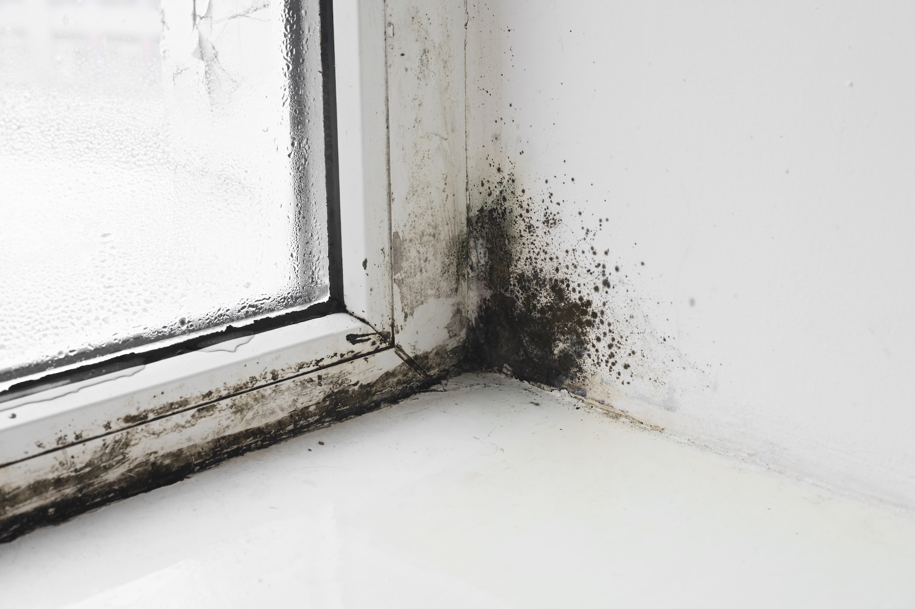 Black mold growth around a commercial window in Steubenville
