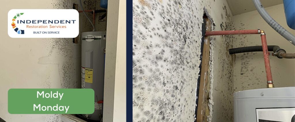 You may be surprised to learn that mold can devour and destroy your walls, floors, crawlspace, and attic faster than you think!